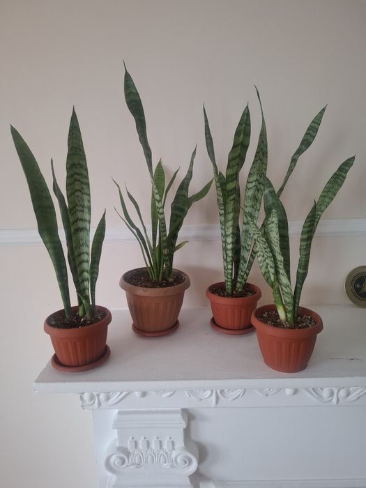 Продаю комнатные цветы