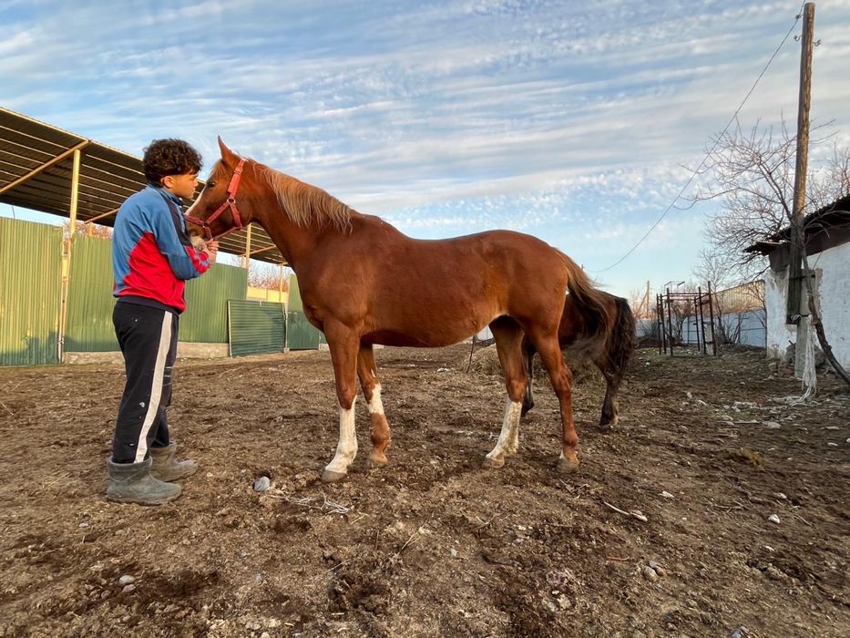 Кобылааааааааааа