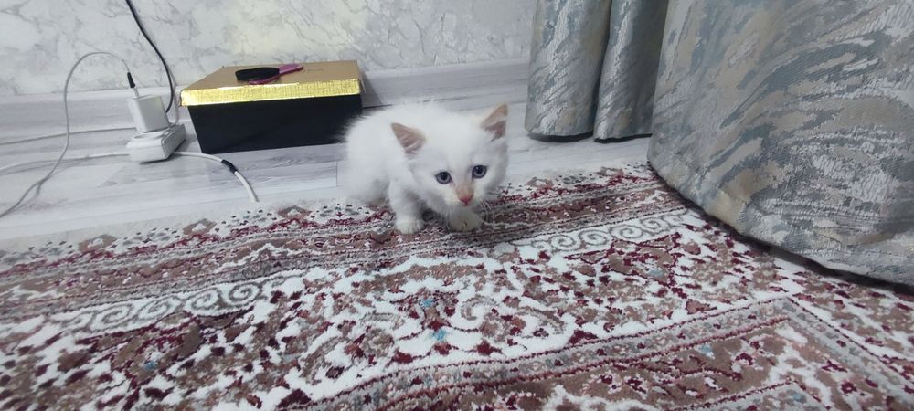 Котенок, нежная,