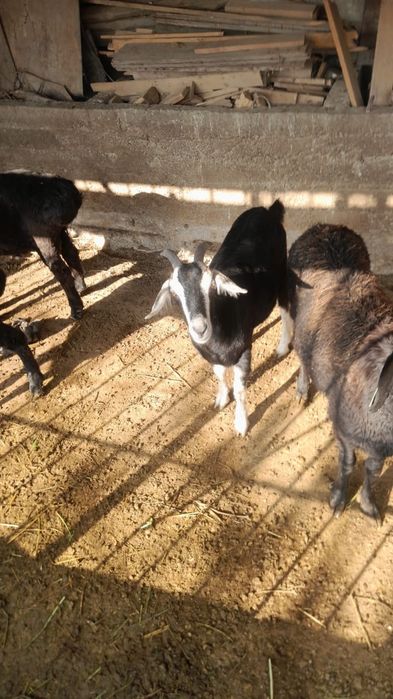 козы продается ешкі сатылады