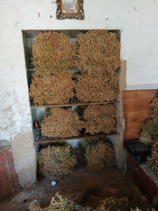 Продаётся гармала