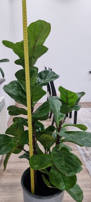 Фикус лирата бамбино