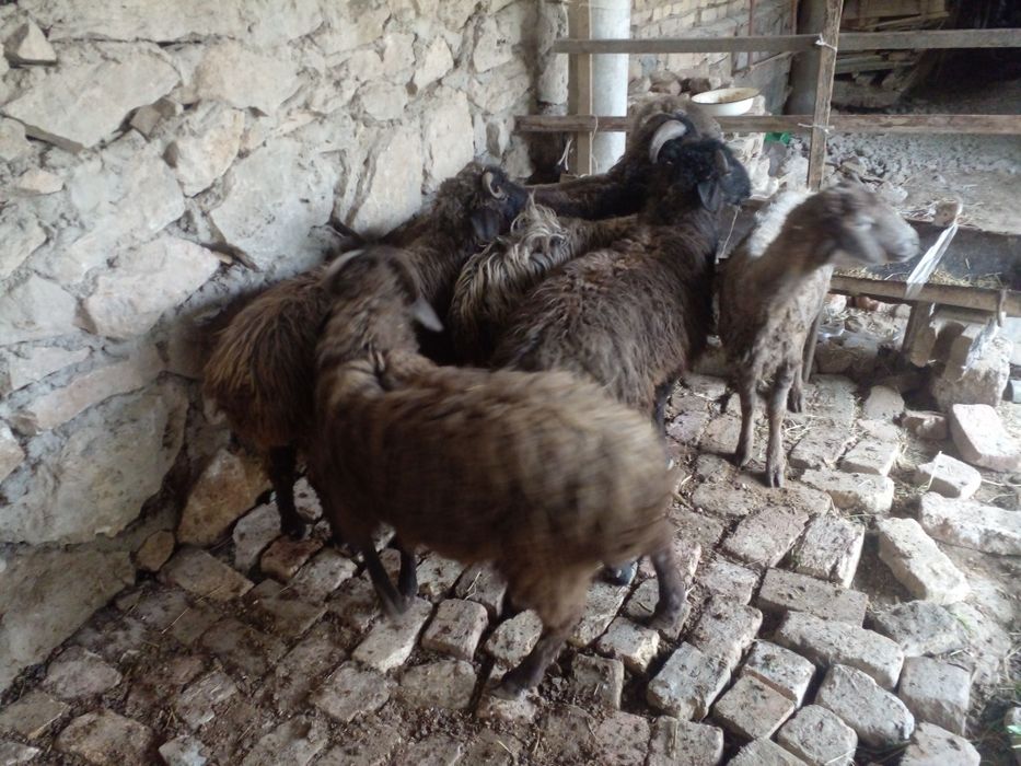 Кочкорлар сотилади