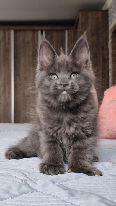 Котята мейн-куны .