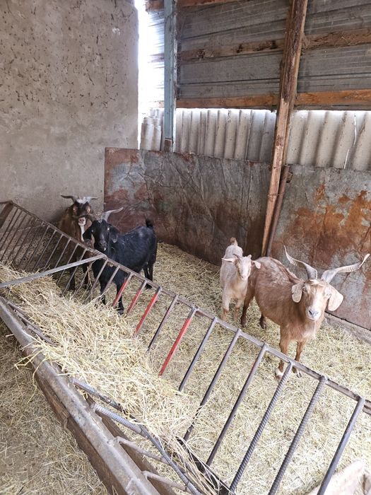 Продам коз оптом