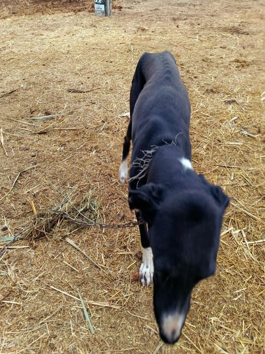 грей.    сатылад