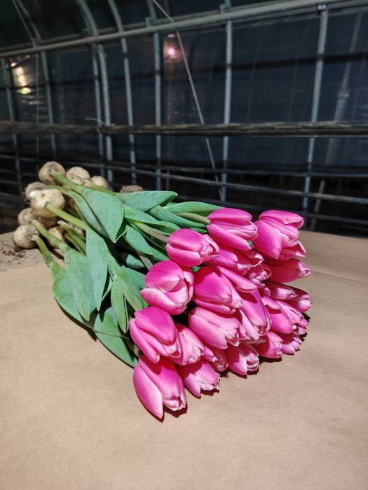 Тюльпаны из теплицы без посредников!