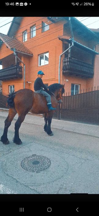 De vânzare manz in varsta de 2 ani jumate învățat tras suta la suta !!