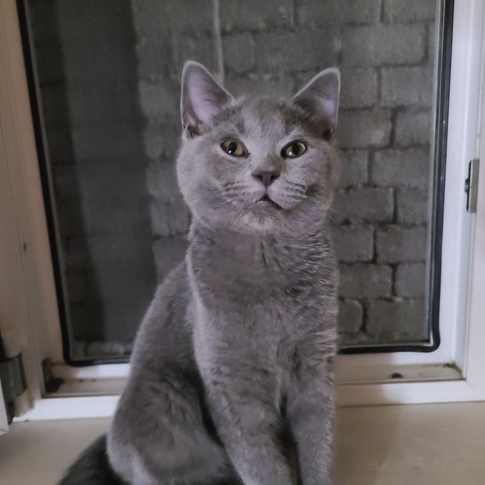 Скотиш страйт готовый котёнок