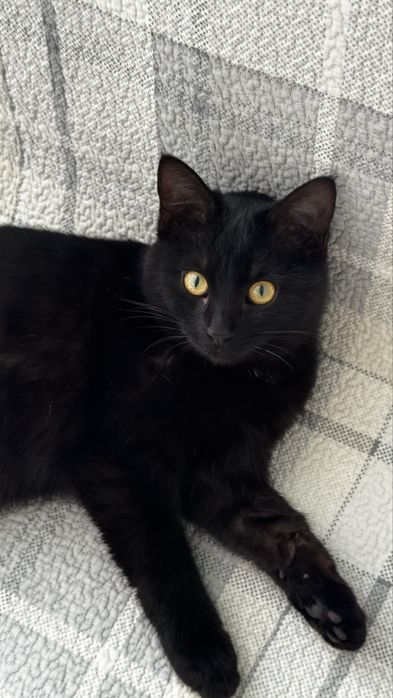 Ласковая кошечка 6 месяцев ищет любящую семью