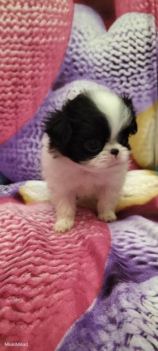 Девочка японского хина.