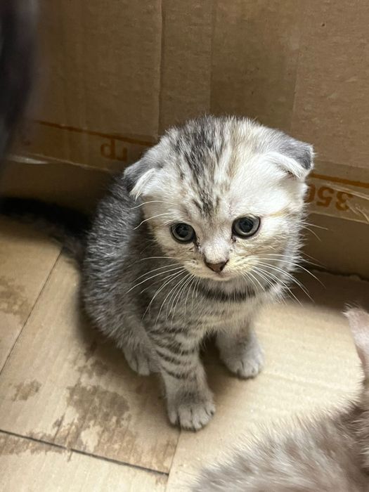 Котята британцы шотландцы