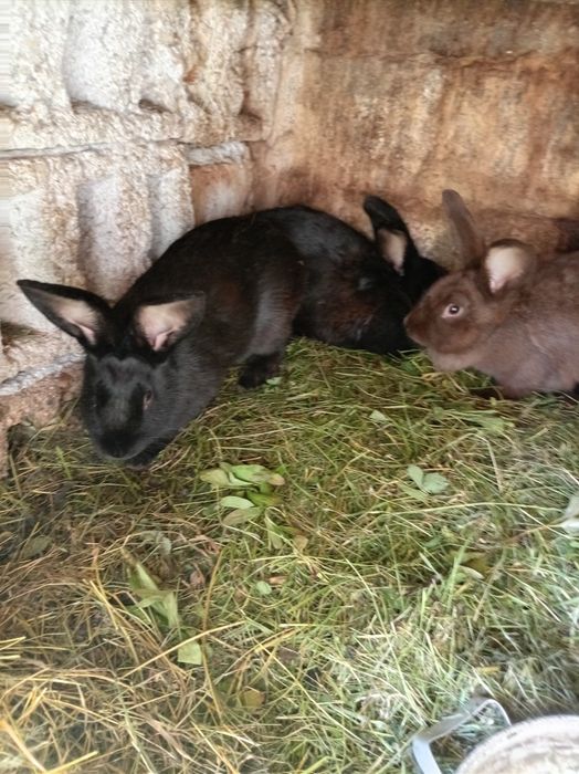 4 Rate româneșiti și 4iepuri