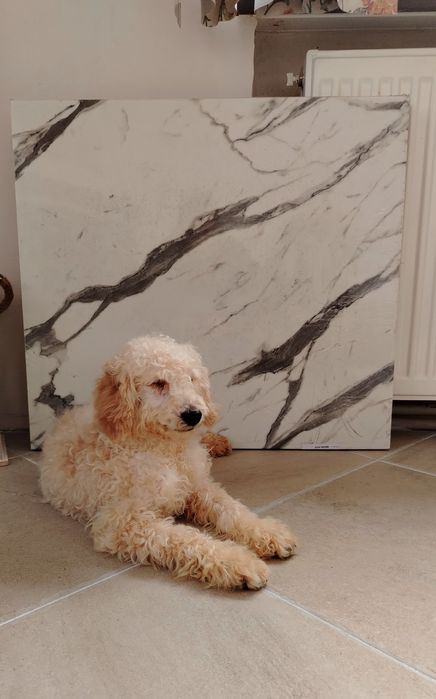 Мини пудел, мини, той