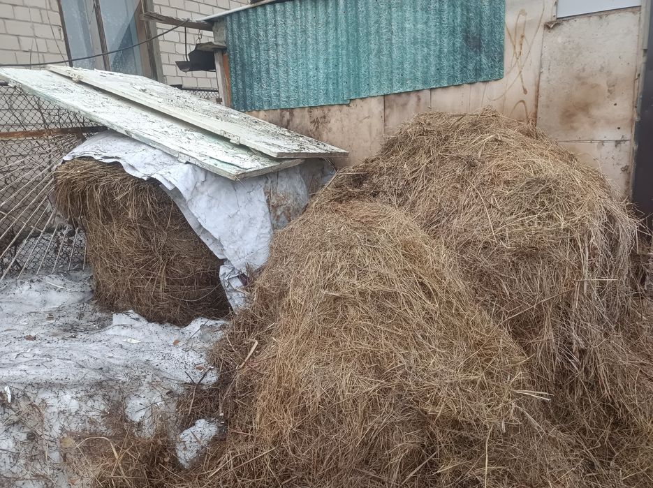 Продам сено в рулонах