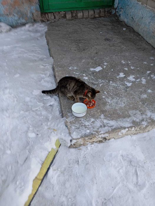 Кошечка Мия, окрас серый.