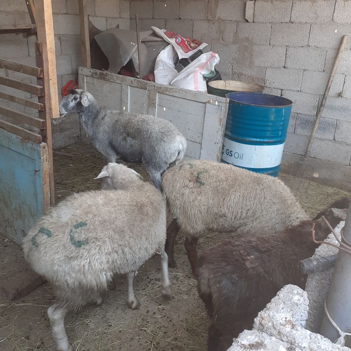 Семіз койлар. Тұсақ жас саулықтар