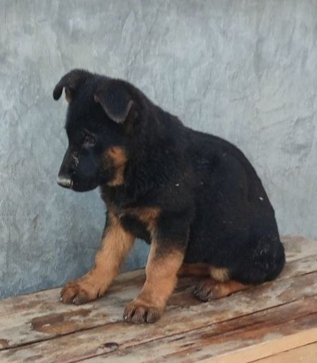 Щенки немецкой овчарки