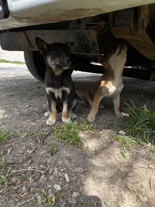 Отдам щенят девочки