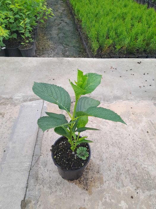 Хортензия в саксия (Промоция)