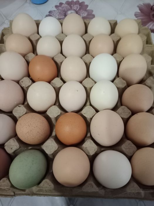 Домашние куриные яйца