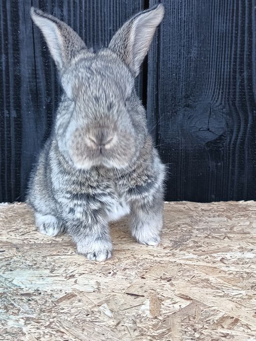 Masculi uriaș german