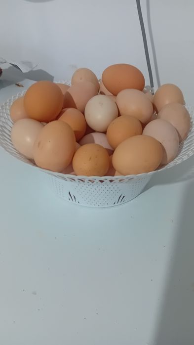 Vând ouă de găină