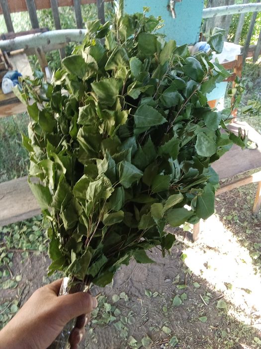 Продам березовые банные веники!