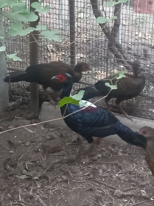 Фазаны свайно парами