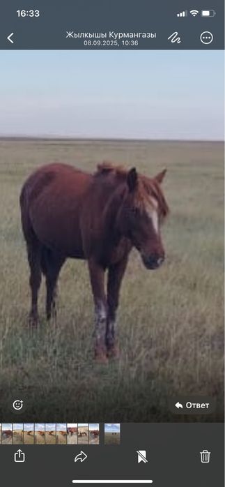 Продается соғым, дөнежін байтал