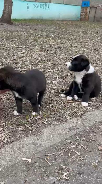 Щенкам нужен дом!