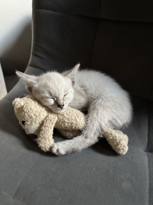 Отдам котят в добрые руки
