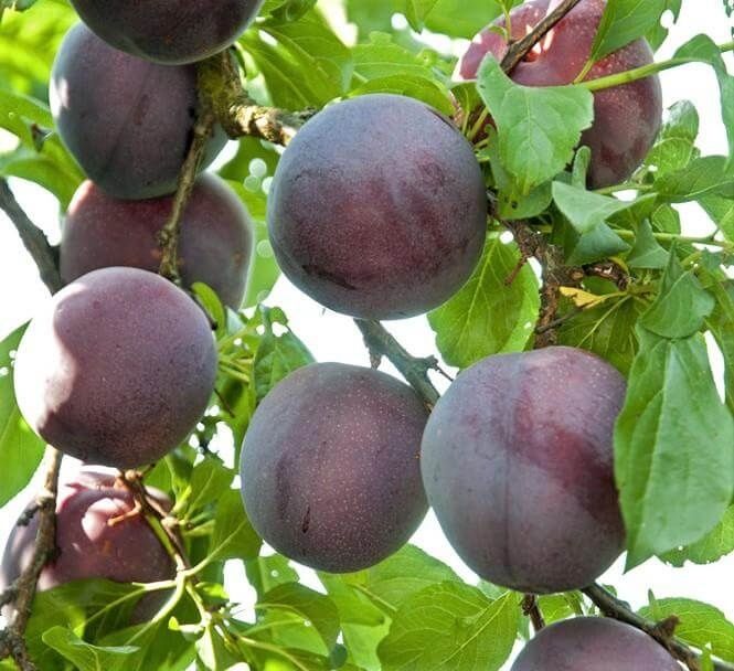 Prun (Soiul Black Sun ) la ghiveci