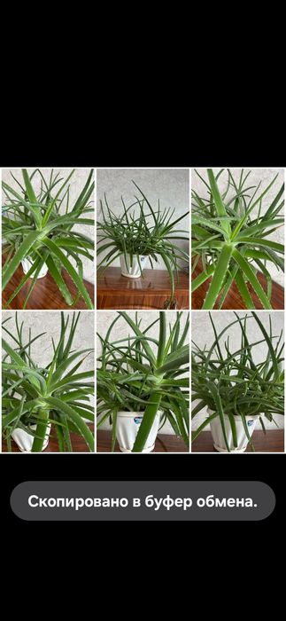 Продам алое лечебный