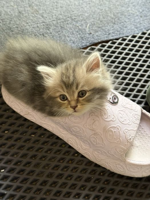 Отдам котят в добрые руки