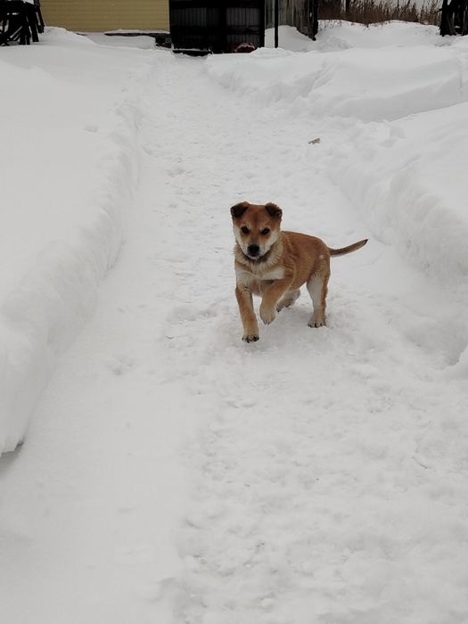 Отдам щенков у добрые руки