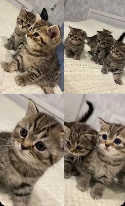 Британские котята