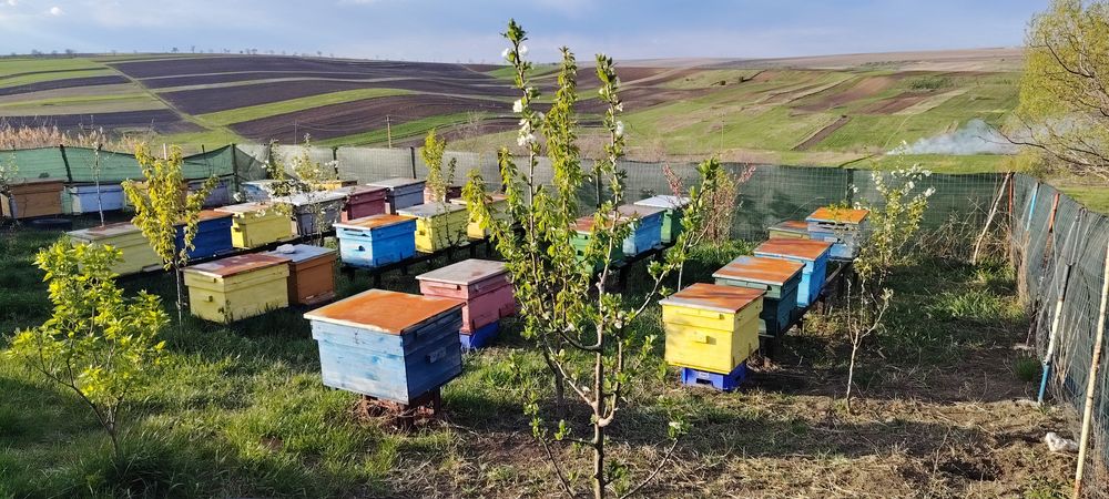 Vând 10 familii albine și lăzi goale