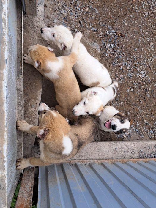 Щенки Алабая