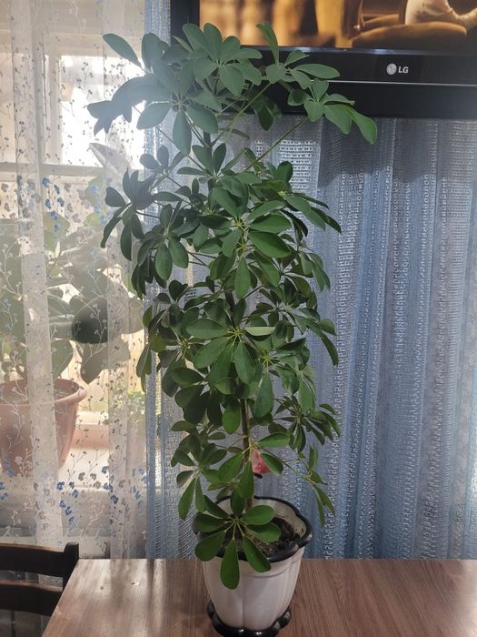 Комнатные цветы,большие