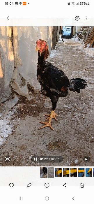 Петуха декана продам