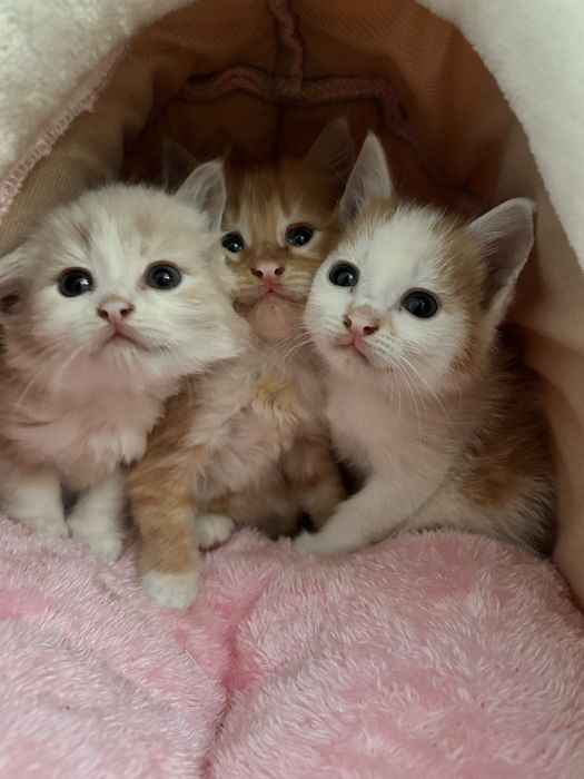 Отдам котят в добрые руки!!