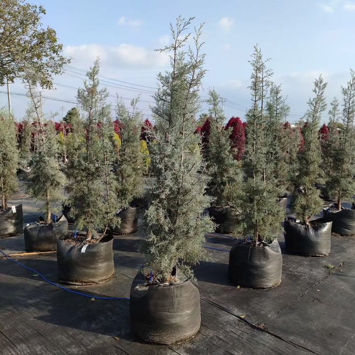 Чанти за отглеждане на растения