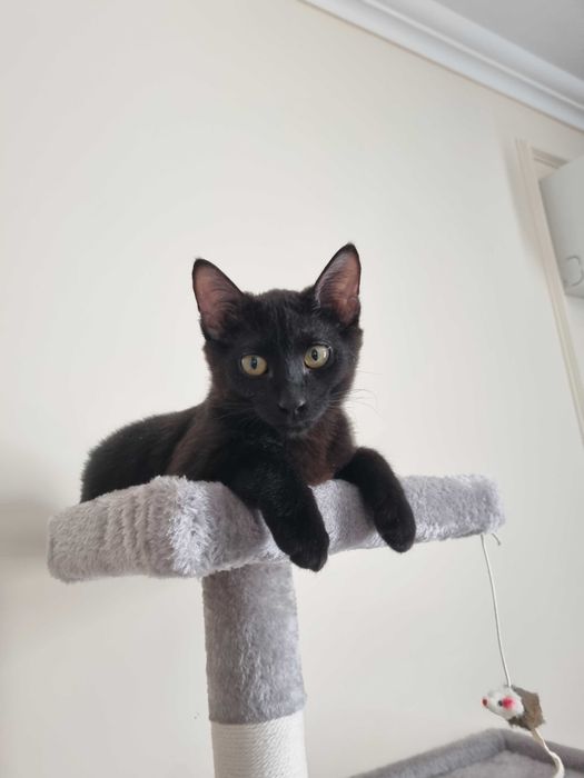 Котенок ищет дом