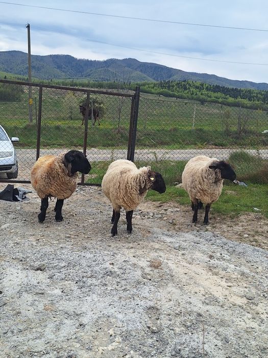 Vând un berbec și două oi Suffolk