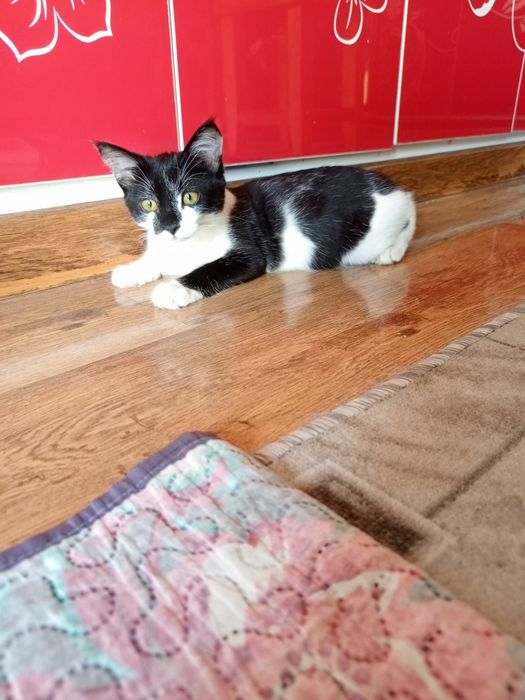 Котёнок месяца 3