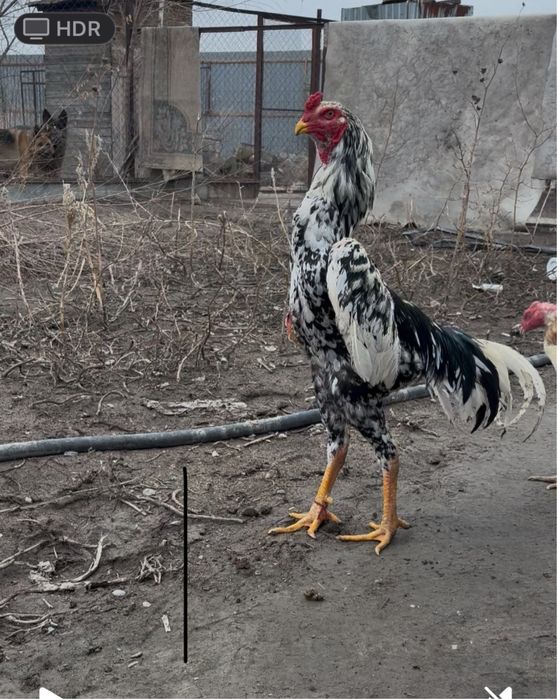 Продам цыплята шамо.