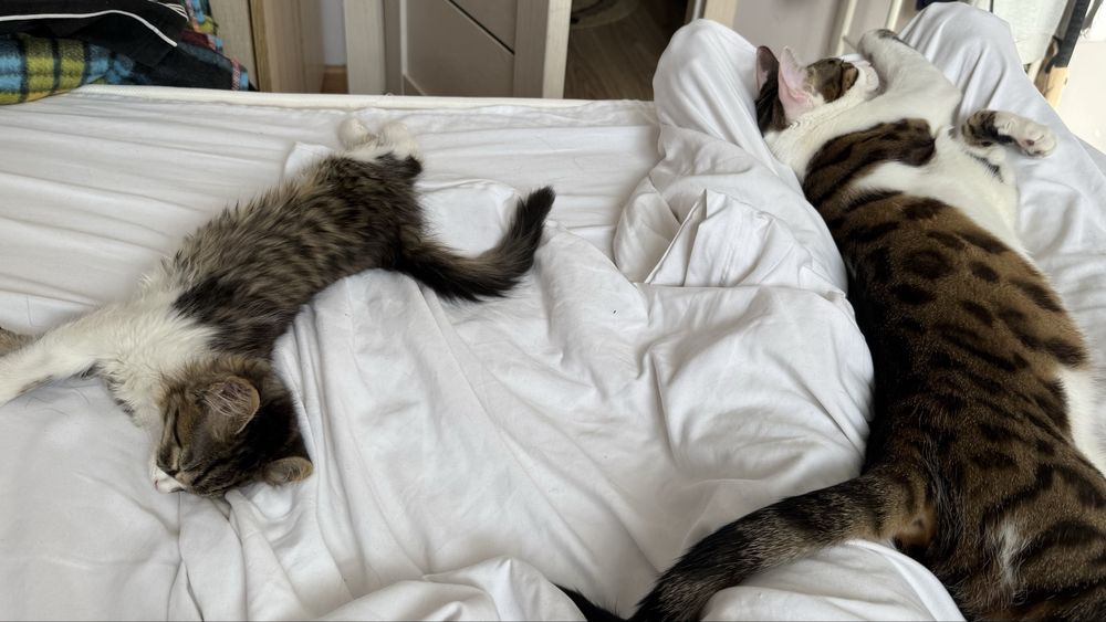 Ищем дом котенку