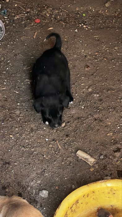 Отдам бесплатно щенят