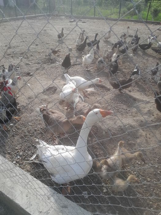 Rațe și gâște de vanzare!